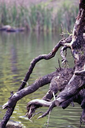Massive tree roots on a riverの写真素材