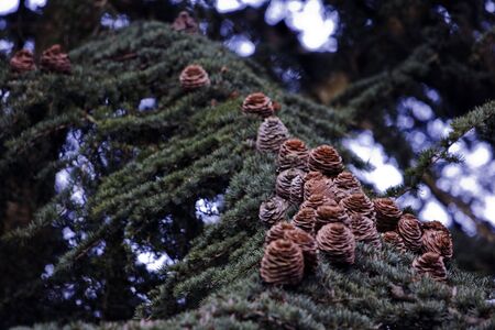 Japanese pine tree branch with conesの写真素材