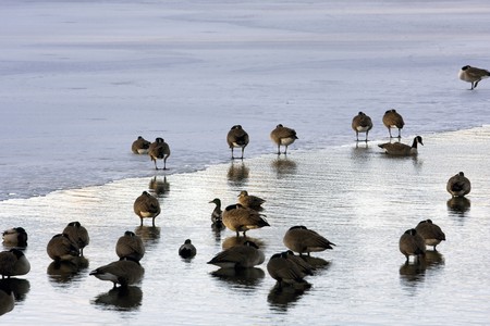 Ducks in pond at Central park in New York の写真素材