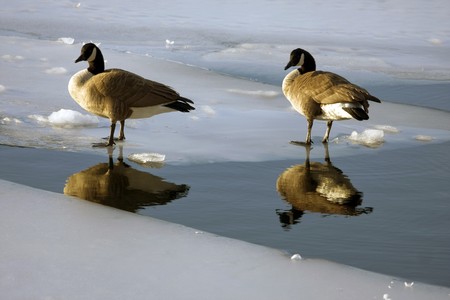 Ducks in pond at Central park in New York の写真素材