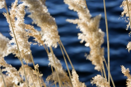 Scirpus in a pond in the central park in New Yorkの写真素材