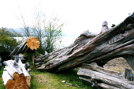 View of trees cut next to a lake in Argentina