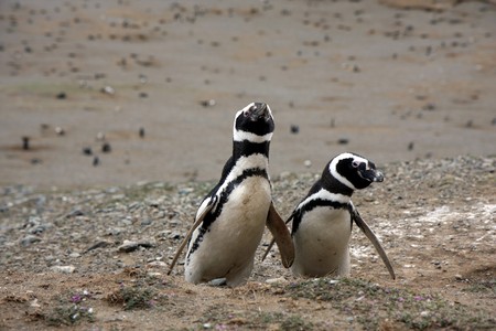 Magellan penguins pair on an island in Chile  の写真素材