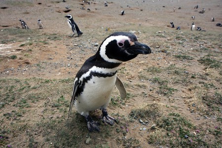 Magellan penguins pair on an island in Chile  の写真素材