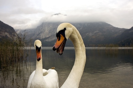Two white swans on a lake の写真素材