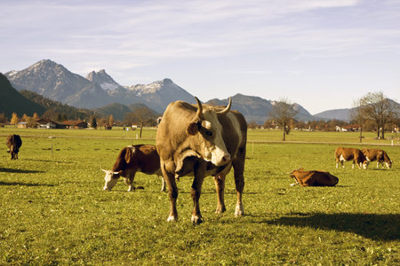 Happy German cows on green grass