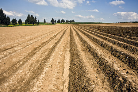 Landscape with agricultural field in Israel in winter