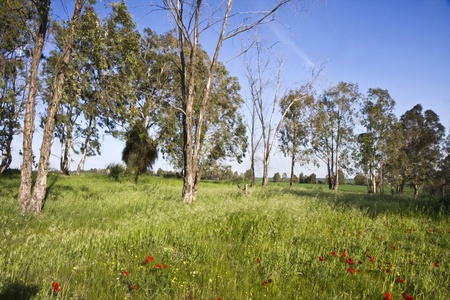Trees and red Anemone flowers view in Israel in winterの写真素材