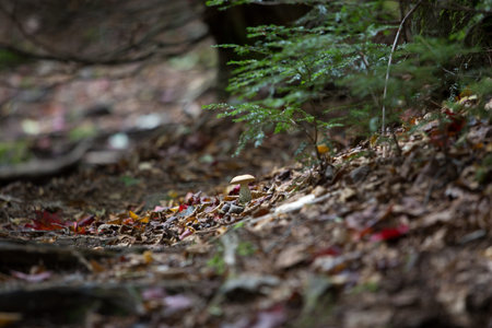 Roots of trees and mushroom in a forest at fall time