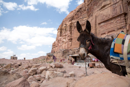 A donkey in the old Nabataean city Petra, Jordanの写真素材