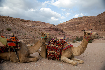 Camels in the old Nabataean city Petra, Jordanの写真素材