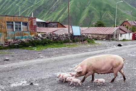 Pigs in a village in Caucasus mountains, Georgia の写真素材
