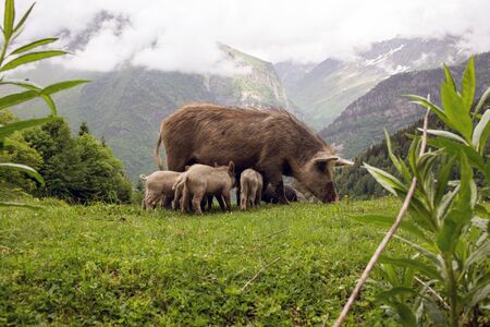 Wild Pigs in the Caucasus mountains of Svaneti, Georgia の写真素材