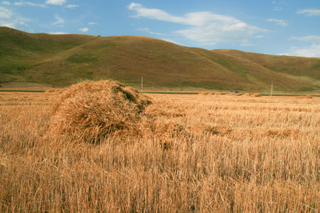Stack of freshly cut hay on the field. The landscape of the hills.の写真素材