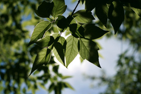Branch with leaves on the background of the sky and trees. The sun shines through the leaves....