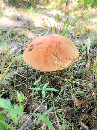 A large porcini mushroom in the grass with a hole in the cap. Summer harvest.の写真素材