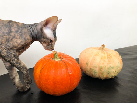 A tortoiseshell sphinx cat studies two pumpkins of different colors