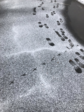 The tracks of a man and a bird intersect on the asphalt dusted with snow. Autumn.の写真素材