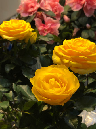 Yellow roses on the background of bouquets with pink azaleasの写真素材