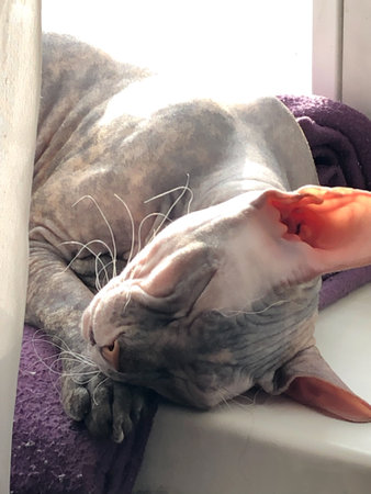Hairless cat sphinx tabby sleeps on the window with his paw under his headの写真素材