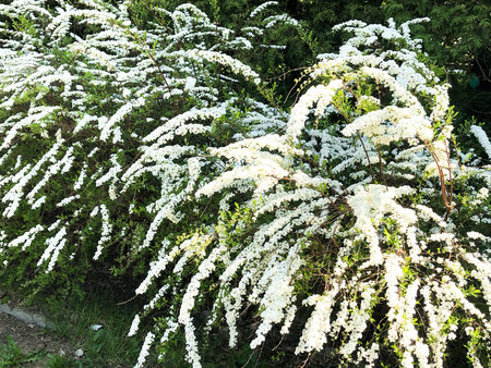 Spiraea Vanhouttei is an ornamental shrub with white flowers for landscape compositions