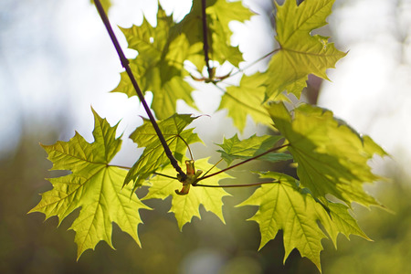Young maple leaves backlitの写真素材