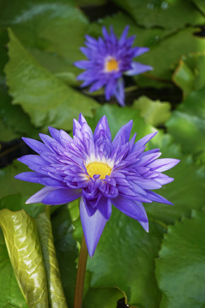Two blue lotus bud on a background of leavesの写真素材