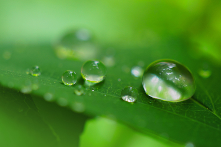 Drops on leaf after rainの写真素材