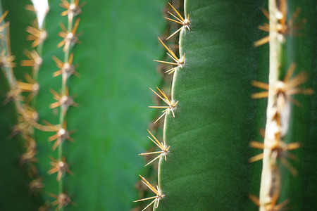 Rows of cactus spines leaving a blurの写真素材