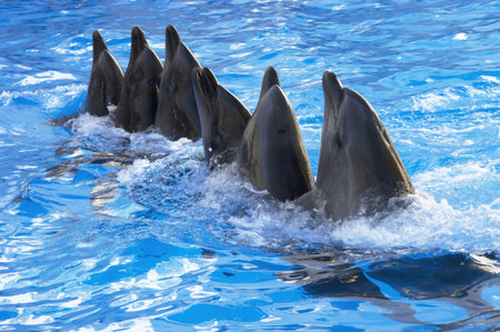 a lot of dolphins dancing in the blue waterの写真素材