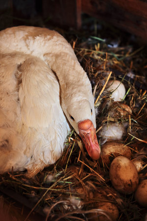 goose with eggsの写真素材