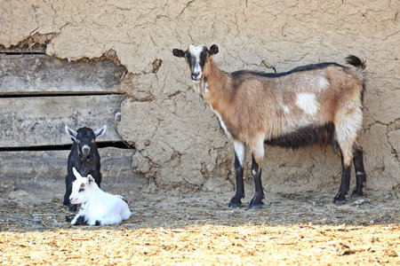 Goat with kids grazed on a summer day