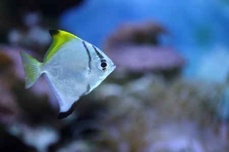 monodaktil fishの写真素材