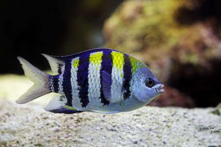Sergeant Major fish