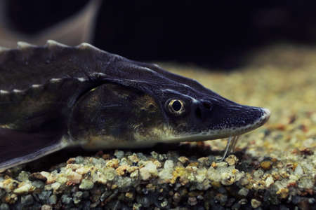 sturgeon swims in the river near the sandy bottomの写真素材