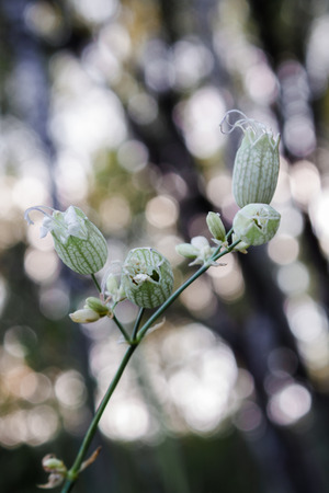 A white wild flowerの写真素材