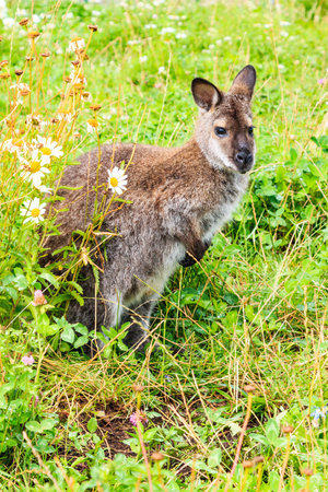 Kangaroo; Australiaの写真素材