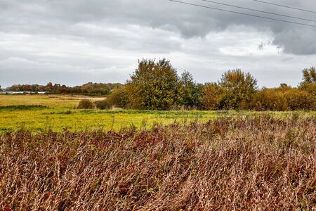 
Autumn landscape. Dramatic sky and orange field. Leaf fall.の写真素材