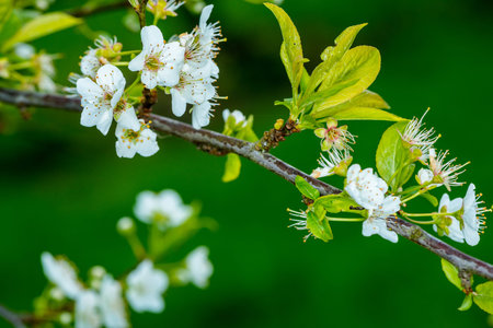 Plum Tree Flower