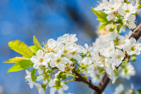 Plum Tree Flower