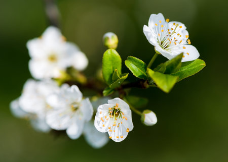Plum Tree Flower