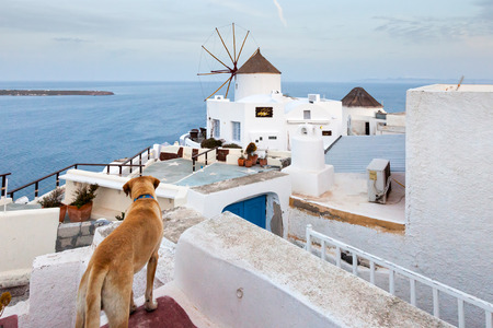 Santorini Dogの写真素材