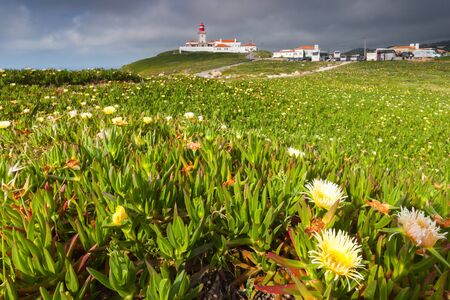A meadow of blossoming flowers by the westernest point of Europeの写真素材