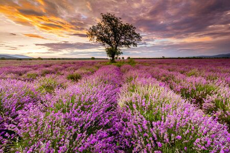 A tree in the middle of lavender fieldの写真素材