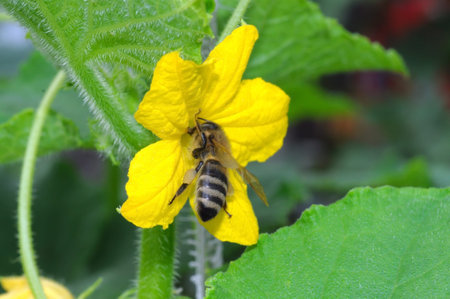 A bee pollinating a flower of cucumber
