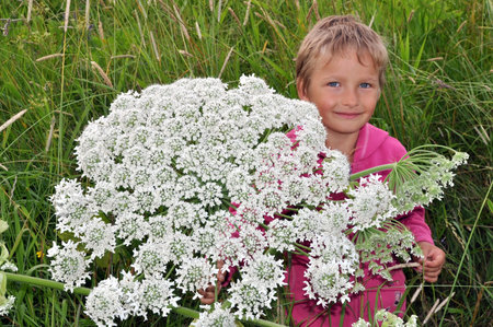 Heracleum is a genus of about 60 species.