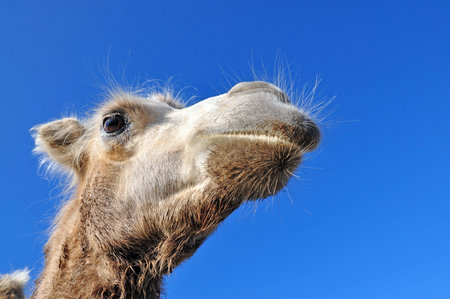 Head of a Young Bactrian camel closeup