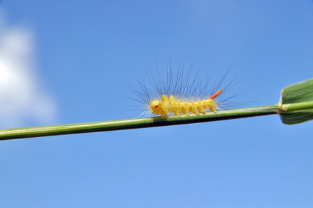 Yellow haired caterpillar on a background of blue sky