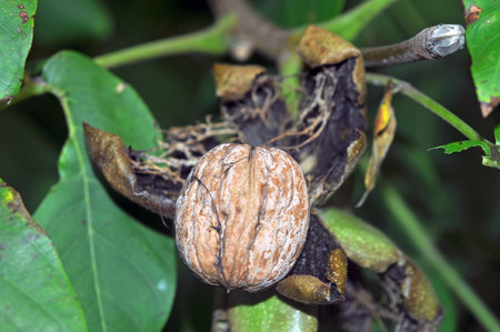 Ripe walnut on a tree branch