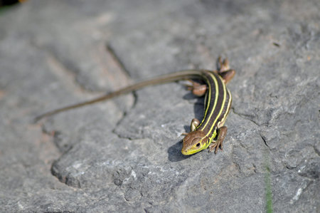 lizard Lacerta strigata in Georgia